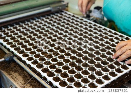 Industrial conveyor for planting seeds in trays for germination 128837861