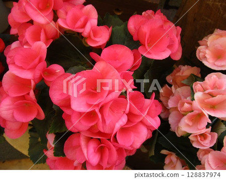 粉紅秋海棠花的特寫 粉紅秋海棠花的特寫 128837974