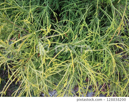 金葉金花屬植物的枝葉特寫 金葉金花屬植物的枝葉特寫 128838200