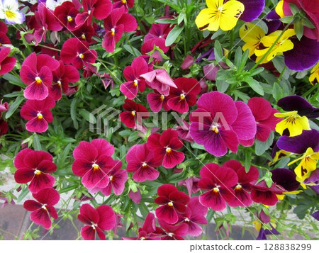 Close-up of a purple-red pansy (Viola) flower Close-up of a purple-red pansy (Viola) flower 128838299