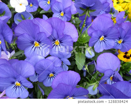 Close-up of a blue-purple pansy (viola) flower 128838424