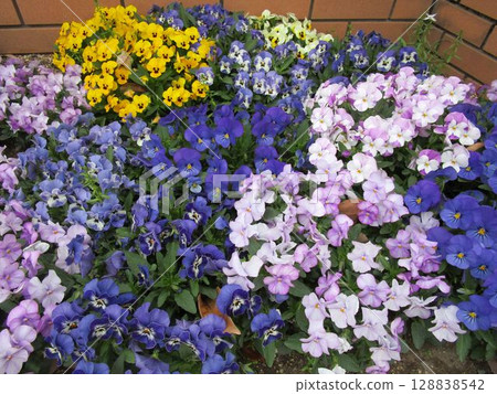 多彩的三色堇（紫羅蘭）花壇 128838542