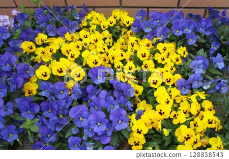 Colorful pansy (viola) flowerbed Colorful pansy (viola) flowerbed 128838543