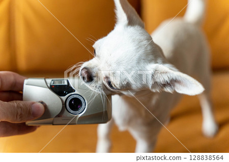Curious chihuahua dog sniffing a compact camera on sofa 128838564