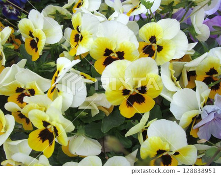 Close-up of yellow viola (pansy) flowers 128838951