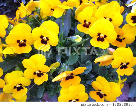 Close-up of yellow viola (pansy) flowers 128838953