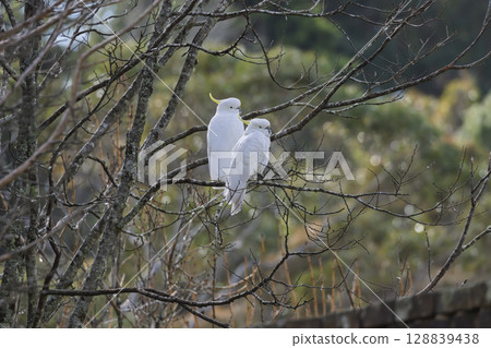 Sulphur Crested Cockatoos sitting in a tree in the sunshine Sulphur Crested Cockatoos sitting in a tree in the sunshine 128839438