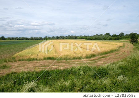 Field of wheat Field of wheat 128839582