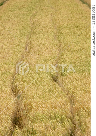 Field of wheat 128839583