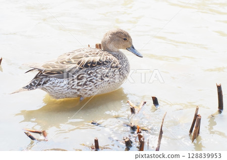 A female pintail resting by the water A female pintail resting by the water 128839953