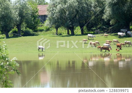 Livestock grazing on the banks of the Sava River near Lonjsko polje, Croatia Livestock grazing on the banks of the Sava River near Lonjsko polje, Croatia 128839971