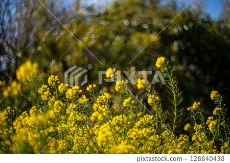 Rape blossoms illuminated by light 128840438