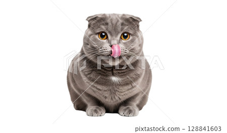 This adorable gray Scottish cat sits proudly as it licks its nose with its tongue, highlighting its playful and charming character in a captivating pose. 128841603