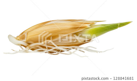 A detailed look at a small, elongated barley grain shows its papery husk partially attached. The green sprout and delicate roots emphasize the grain's growth potential. 128841681
