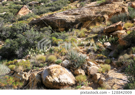 Desert Landscape Features Diverse Plants and Rocky Terrain 128842009