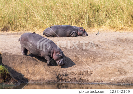Hippos entering the water 128842369
