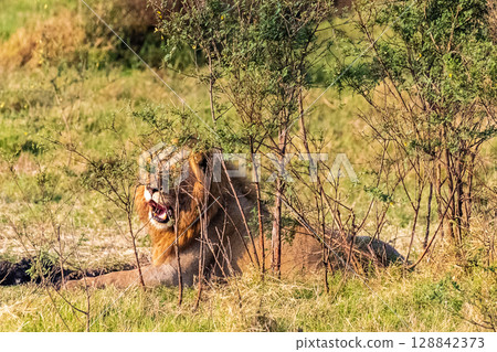 Male lion in the Serengeti 128842373