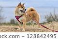 Adorable red Shiba Inu dog happily walking on lush green gras 128842495