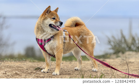 Adorable red Shiba Inu dog happily walking on lush green gras 128842495