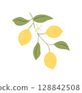 Vector drawing lemon tree branch with fruits,flowers and green leaves isolated at white background 128842508