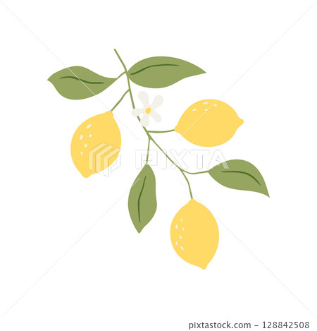 Vector drawing lemon tree branch with fruits,flowers and green leaves isolated at white background 128842508