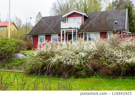 Traditional Swedish Red Cottage with White Windows and Blooming Garden Traditional Swedish Red Cottage with White Windows and Blooming Garden 128842925