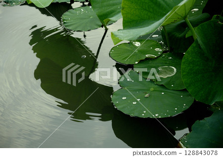 在荷花田中看到的風景 128843078