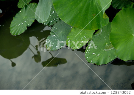 在荷花田中看到的風景 128843092