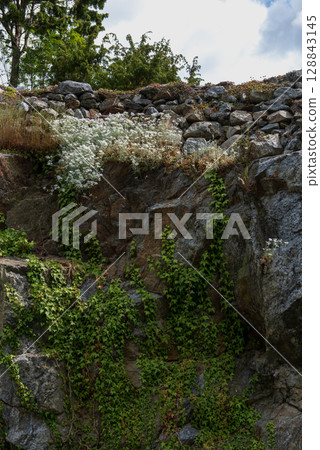 Wildflowers and Ivy on Rocky Cliff in Sweden 128843145