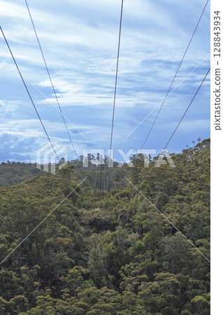 Transmission lines running through a forest in the Blue Mountains 128843934
