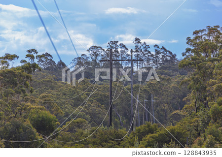 Transmission lines running through a forest in the Blue Mountains 128843935