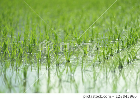 清晨看到的水稻植株 128843966