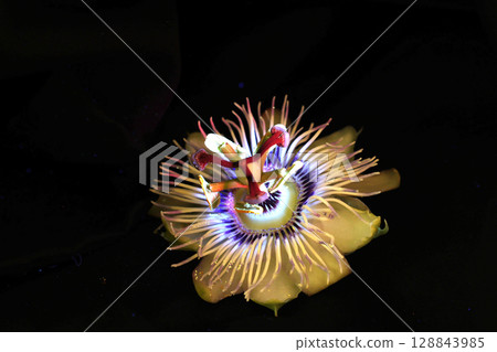 Passiflora flower head on black background Passiflora flower head on black background 128843985