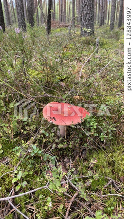 A Stunningly Vibrant Red Mushroom Nestled in a Picturesque Woodland Setting Among Natures Beauty 128843997