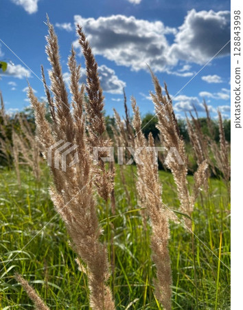 A beautiful sunny meadow filled with tall grasses and a vast, clear blue sky above 128843998