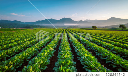Expansive field of vibrant green lettuce heads stretching to the horizon under a beautiful blue sky with wispy clouds. A serene and productive agricultural scene showcasing fresh produce 128844542