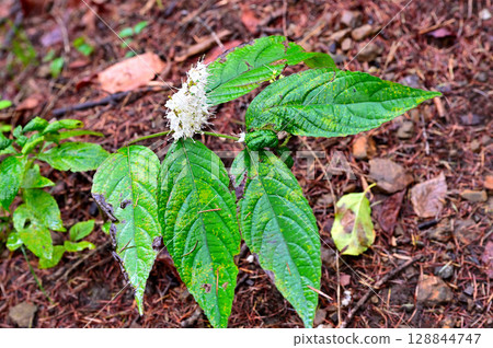 Shimobashira on Mount Yukizugatake in the Misaka Mountains 128844747