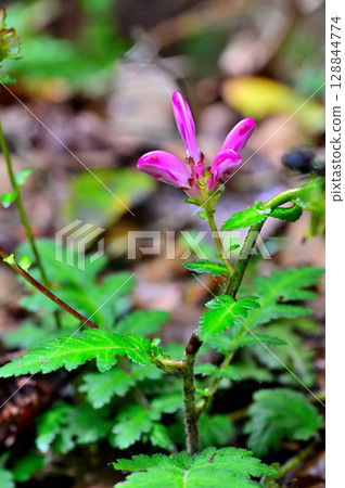 阪界鹽釜,禦坂山的鉤葉樹 阪界鹽釜,禦坂山的鉤葉樹 128844774