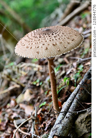 Parasol mushrooms at the lock of the Misaka mountain range 128844776