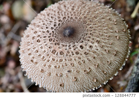 Parasol mushrooms at the lock of the Misaka mountain range 128844777
