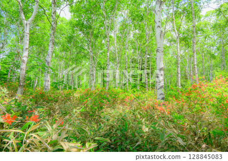 Fresh greenery of the white birch forest [Yachiho Plateau] 128845083