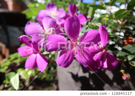 大粉紅野牡丹花 大粉紅野牡丹花 128845117