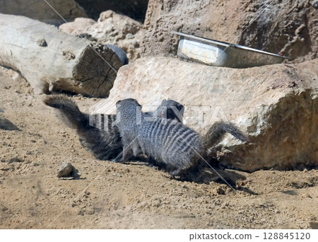 Two banded mongoose (lat.- Mungos mungo) Two banded mongoose (lat.- Mungos mungo) 128845120