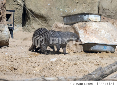 Two banded mongoose (lat.- Mungos mungo) Two banded mongoose (lat.- Mungos mungo) 128845121