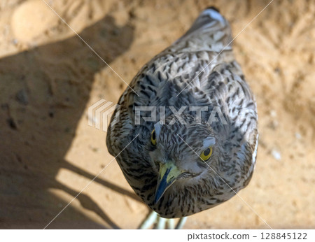 Eurasian thick-knee or simply stone-curlew (lat.- Burhinus oedicnemus) Eurasian thick-knee or simply stone-curlew (lat.- Burhinus oedicnemus) 128845122