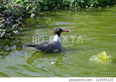 Laughing gull (lat.- Larus atricilla) 128845126
