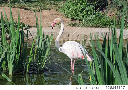 Greater flamingo (lat.- Phoenicopterus roseus) 128845127