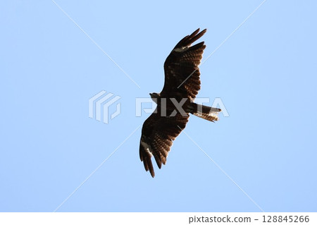 A black kite flying over Yuigahama Beach 128845266