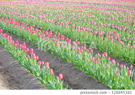 Tulip flowers bloomed 128845382