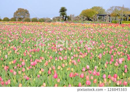 Tulip flowers bloomed 128845383